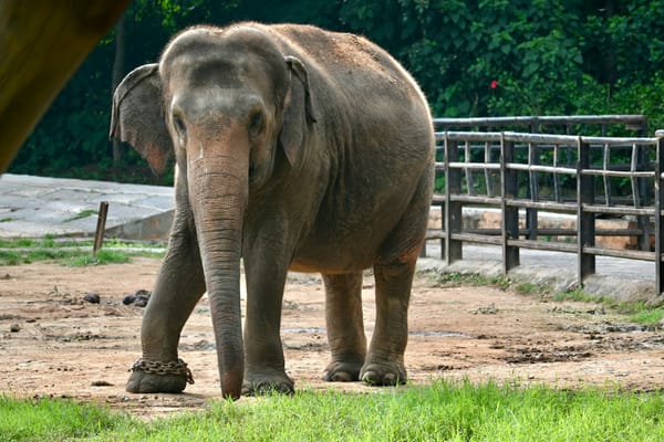 Best Zoos and Aquariums to Roam in the U.S.